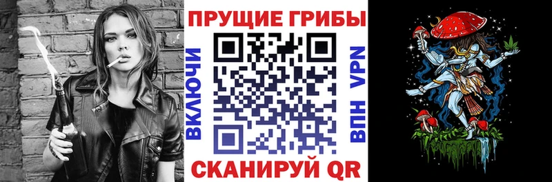 как найти   Шарыпово  Галлюциногенные грибы Psilocybine cubensis 